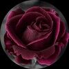 rosevelouraco